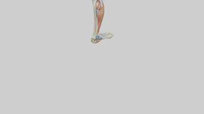 3D model Human Leg Anatomy Model VR / AR / low-poly