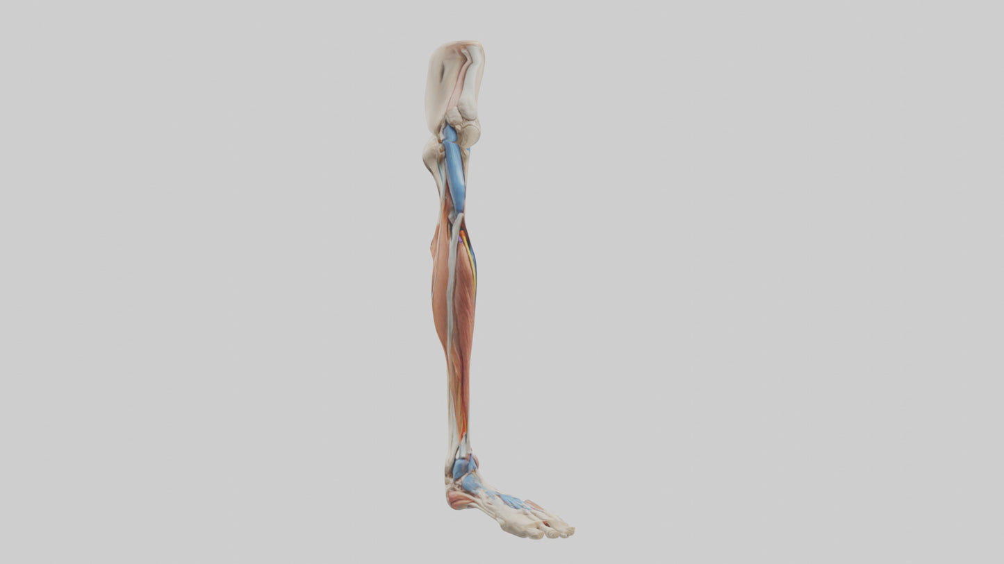 3D model Human Leg Anatomy Model VR / AR / low-poly