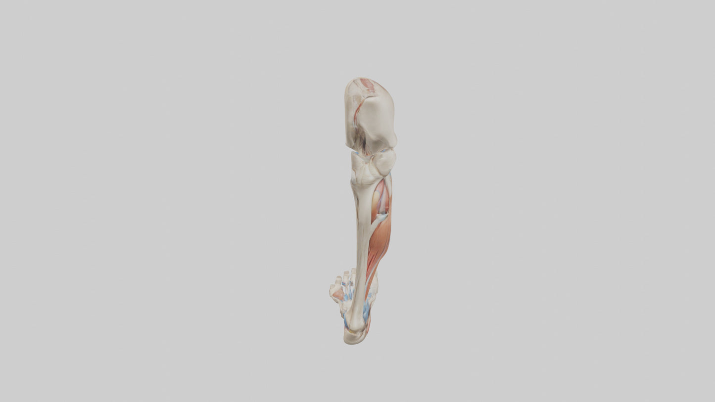 3D model Human Leg Anatomy Model VR / AR / low-poly