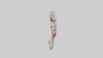 3D model Human Leg Anatomy Model VR / AR / low-poly