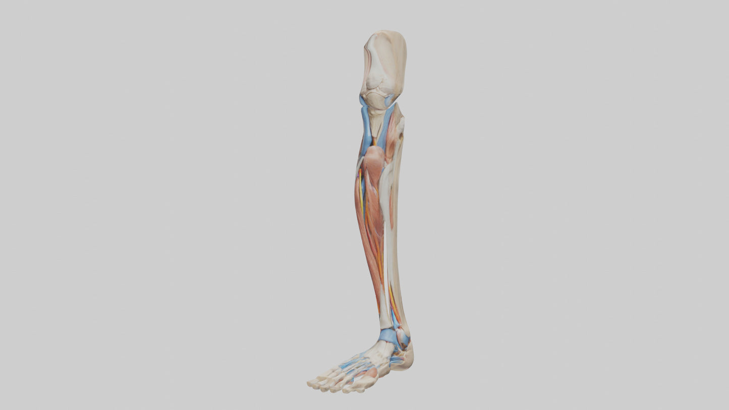 3D model Human Leg Anatomy Model VR / AR / low-poly
