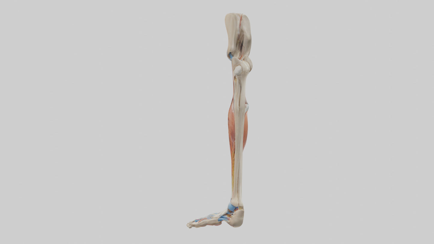 3D model Human Leg Anatomy Model VR / AR / low-poly