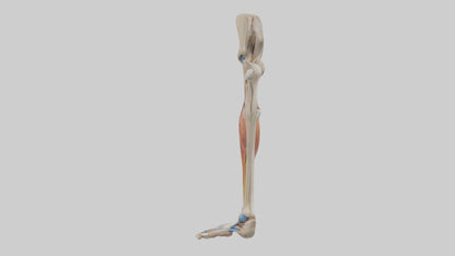 3D model Human Leg Anatomy Model VR / AR / low-poly