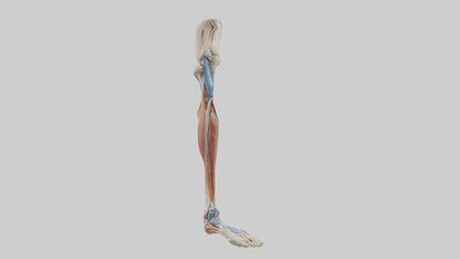 3D model Human Leg Anatomy Model VR / AR / low-poly