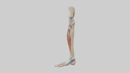 3D model Human Leg Anatomy Model VR / AR / low-poly