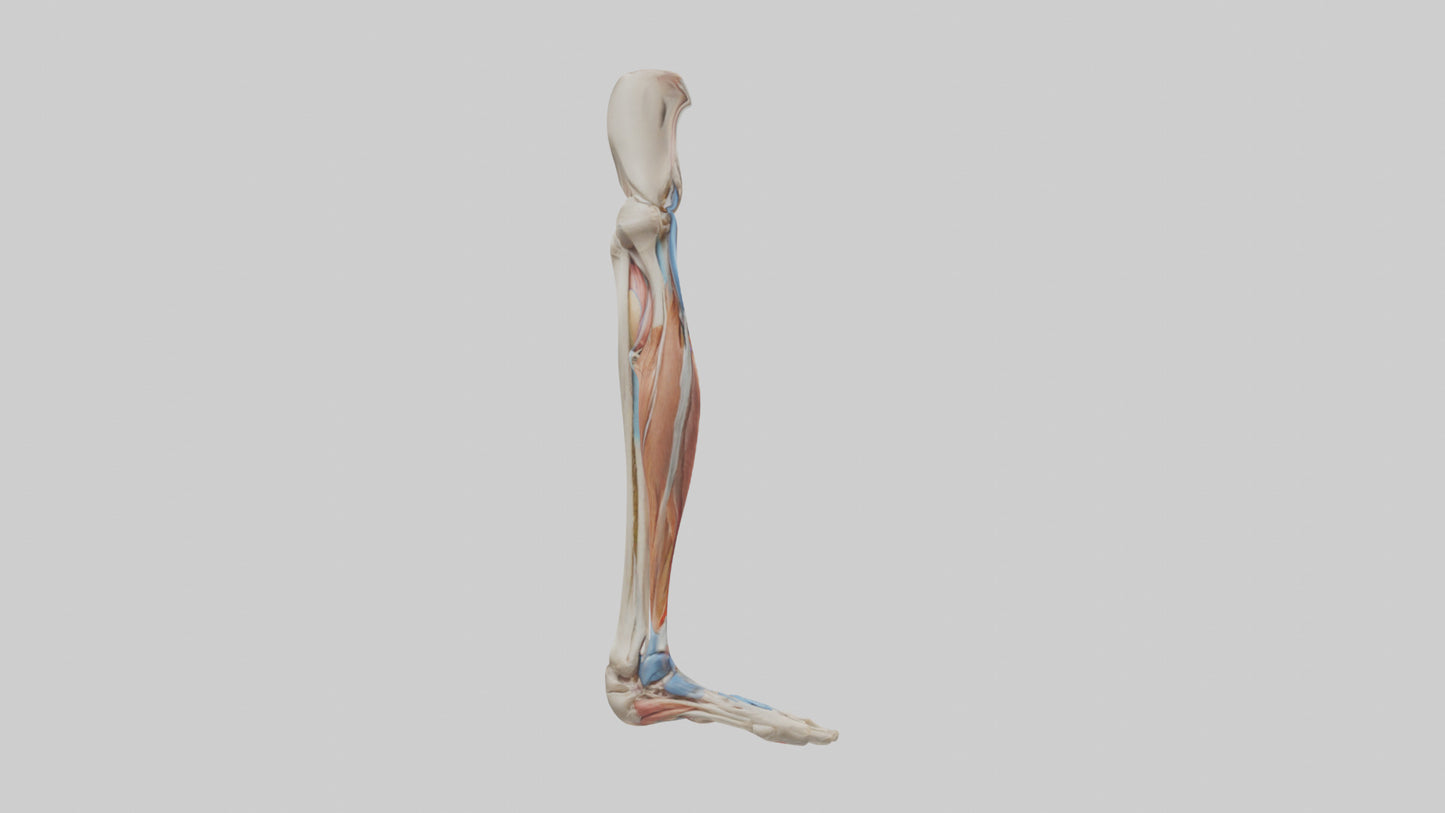 3D model Human Leg Anatomy Model VR / AR / low-poly