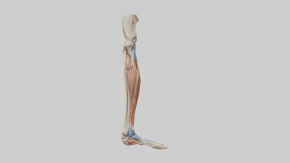 3D model Human Leg Anatomy Model VR / AR / low-poly