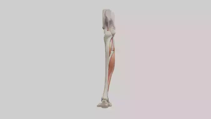 3D model Human Leg Anatomy Model VR / AR / low-poly