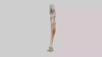 3D model Human Leg Anatomy Model VR / AR / low-poly