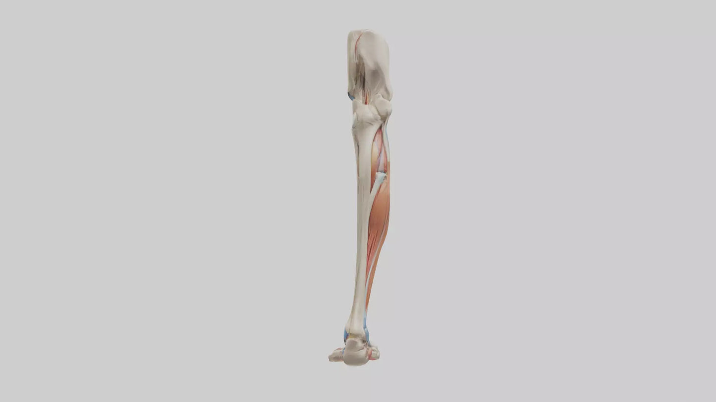 3D model Human Leg Anatomy Model VR / AR / low-poly