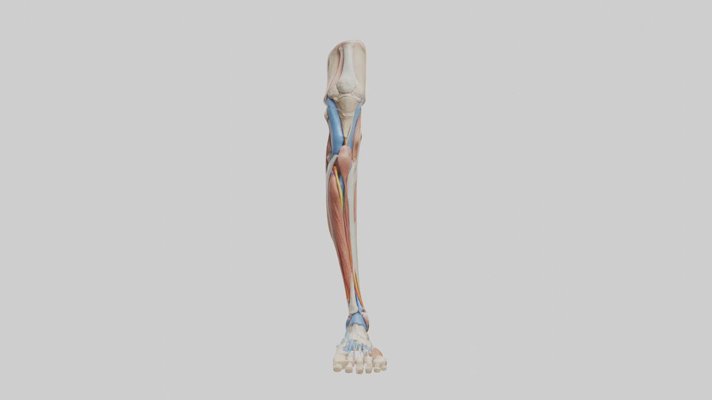 3D model Human Leg Anatomy Model VR / AR / low-poly