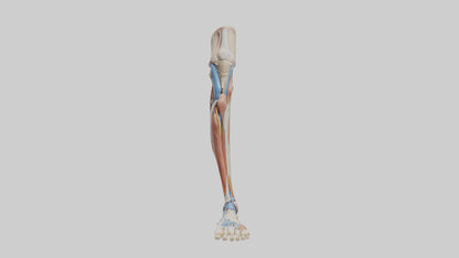 3D model Human Leg Anatomy Model VR / AR / low-poly