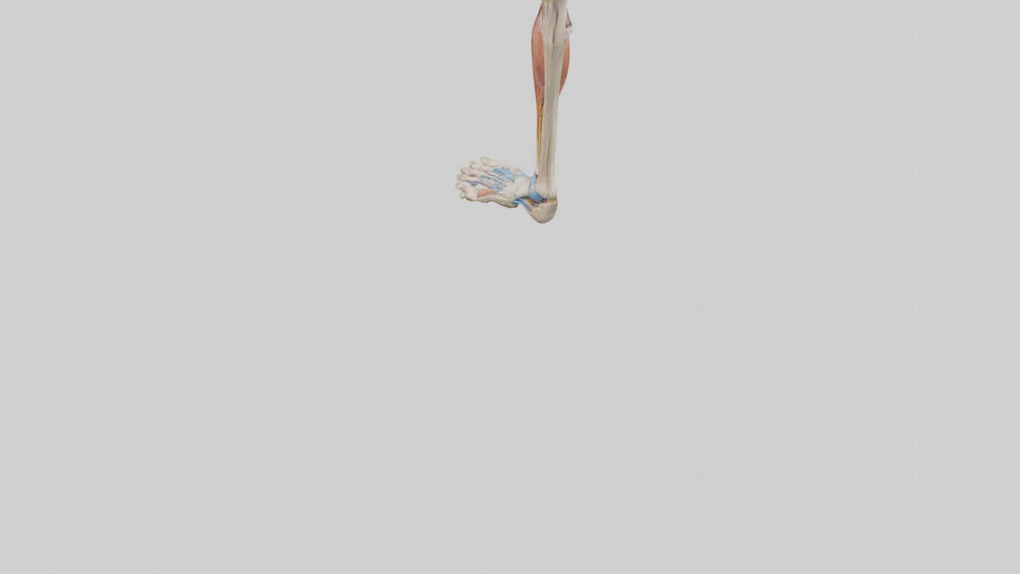 3D model Human Leg Anatomy Model VR / AR / low-poly