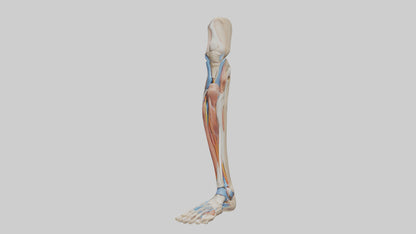 3D model Human Leg Anatomy Model VR / AR / low-poly