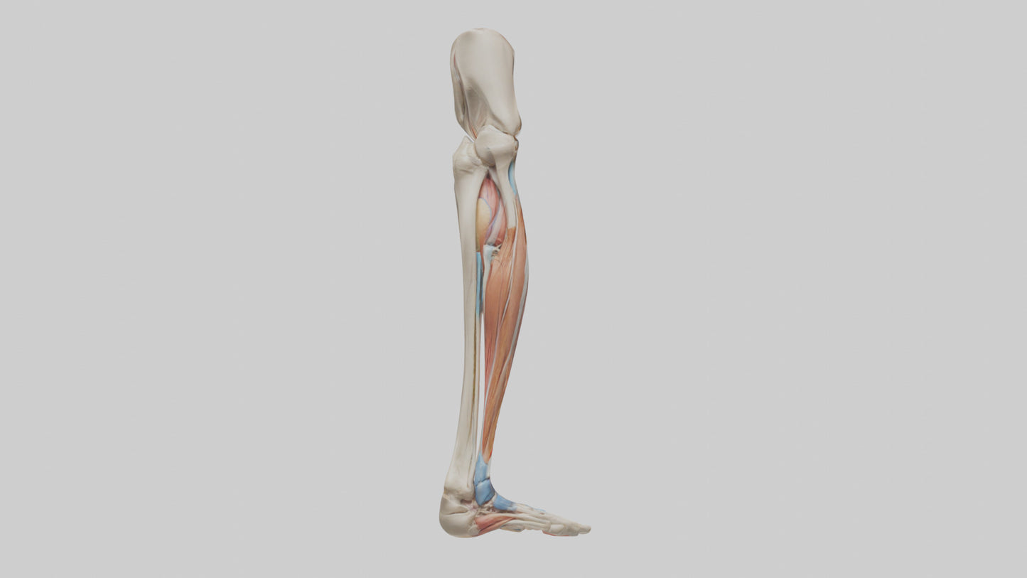 3D model Human Leg Anatomy Model VR / AR / low-poly