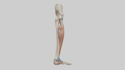 3D model Human Leg Anatomy Model VR / AR / low-poly