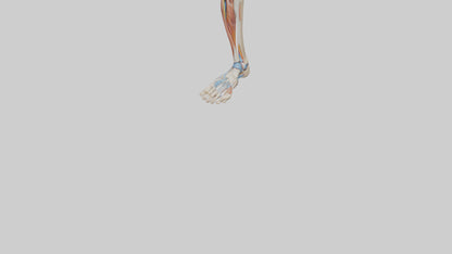 3D model Human Leg Anatomy Model VR / AR / low-poly