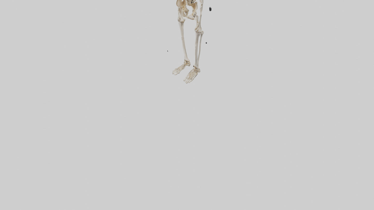 3D model Human Leg Skeleton model VR / AR / low-poly