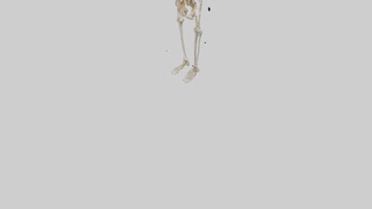 3D model Human Leg Skeleton model VR / AR / low-poly
