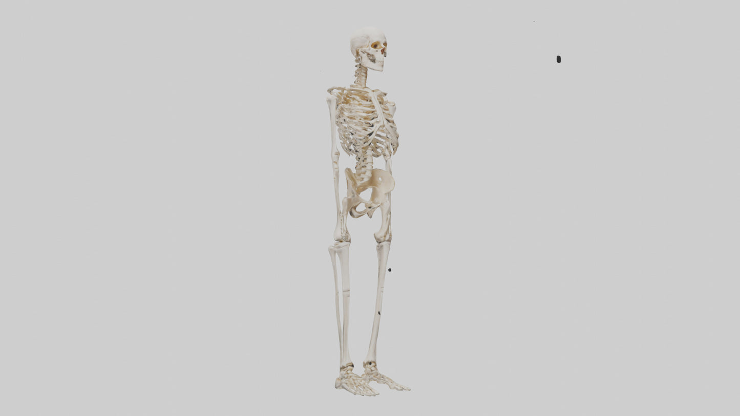 3D model Human Leg Skeleton model VR / AR / low-poly
