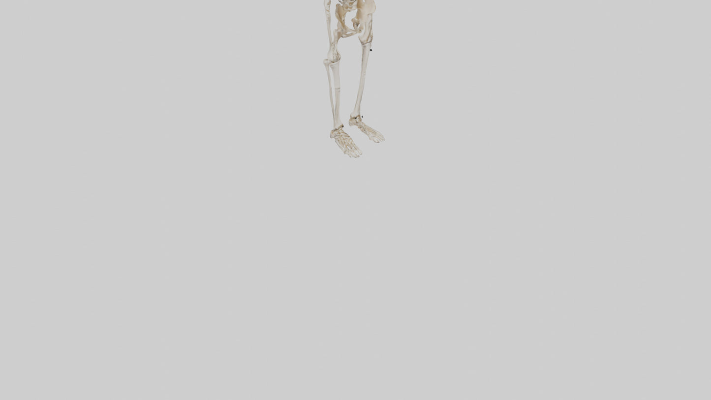 3D model Human Leg Skeleton model VR / AR / low-poly