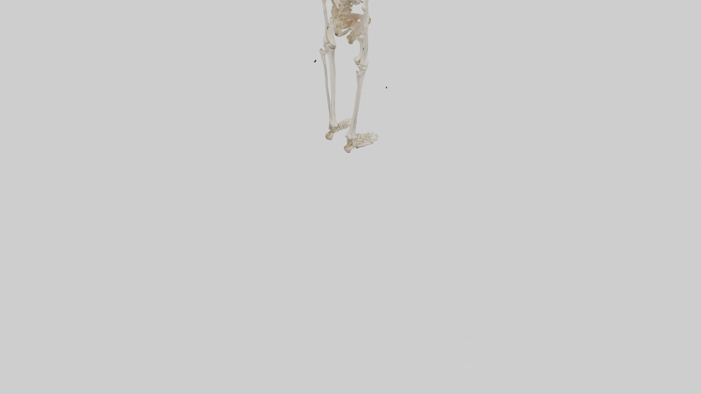 3D model Human Leg Skeleton model VR / AR / low-poly