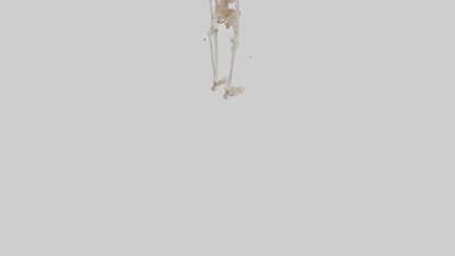 3D model Human Leg Skeleton model VR / AR / low-poly