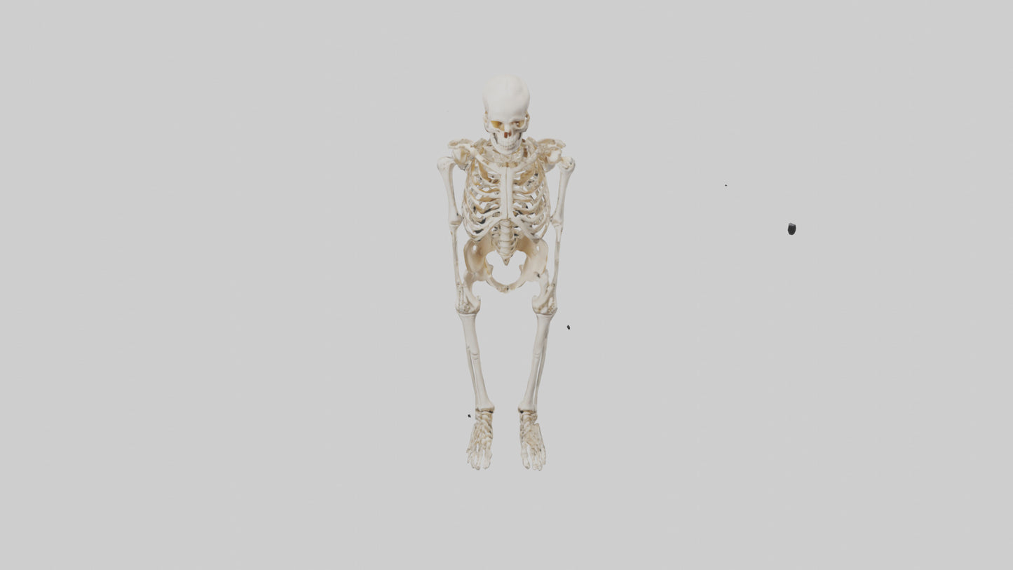 3D model Human Leg Skeleton model VR / AR / low-poly