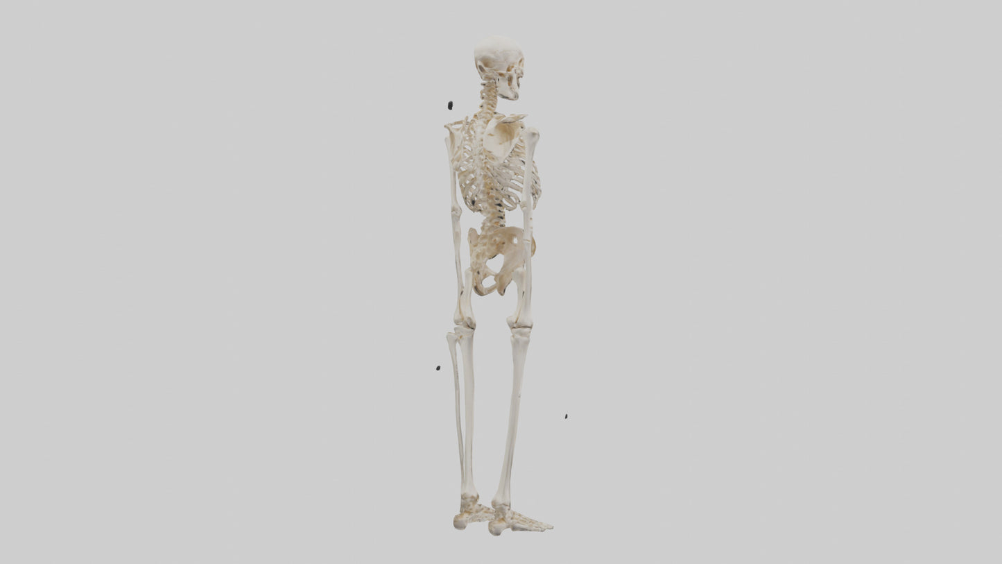 3D model Human Leg Skeleton model VR / AR / low-poly