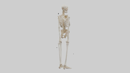 3D model Human Leg Skeleton model VR / AR / low-poly