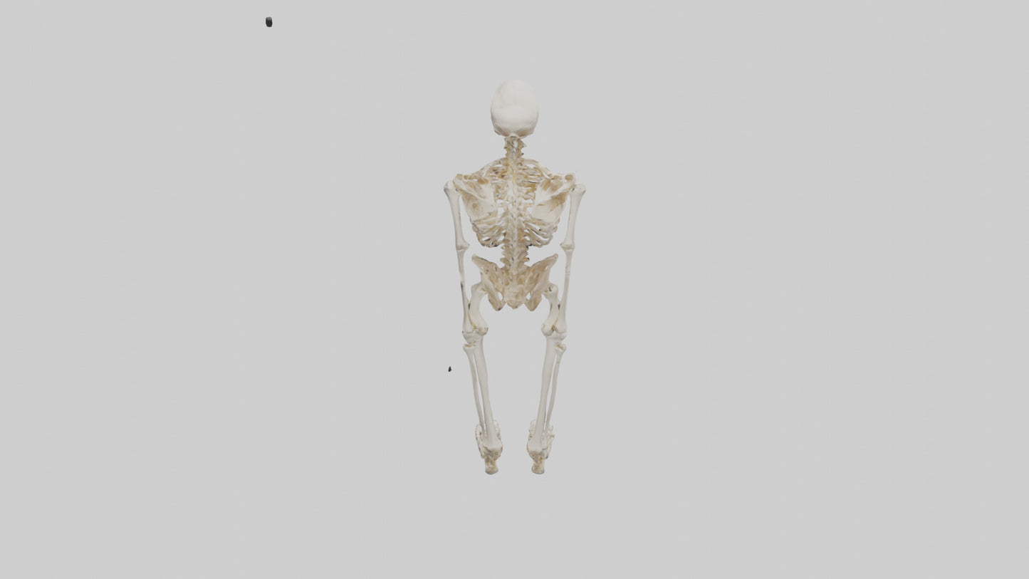 3D model Human Leg Skeleton model VR / AR / low-poly