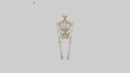 3D model Human Leg Skeleton model VR / AR / low-poly