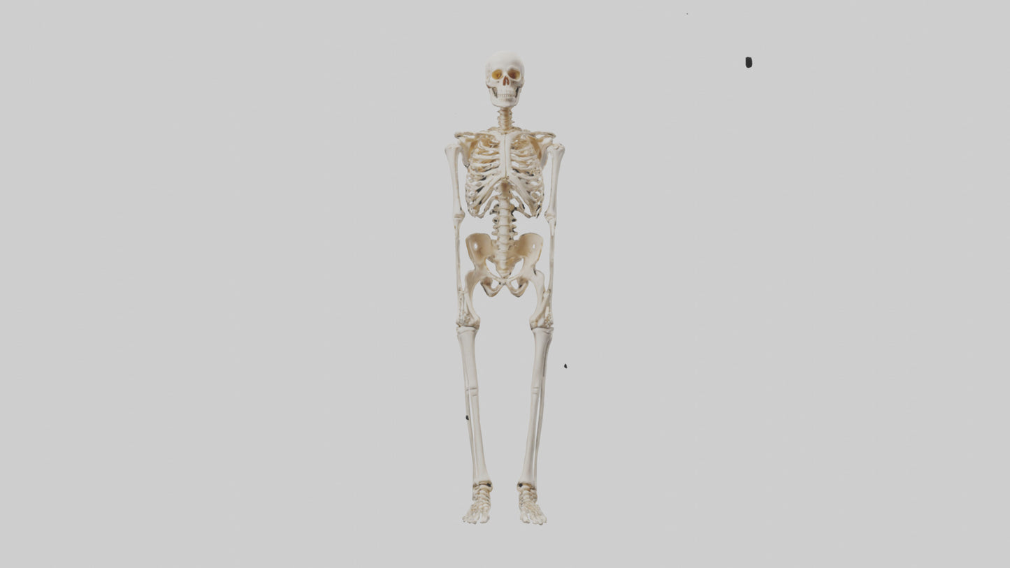 3D model Human Leg Skeleton model VR / AR / low-poly