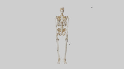 3D model Human Leg Skeleton model VR / AR / low-poly