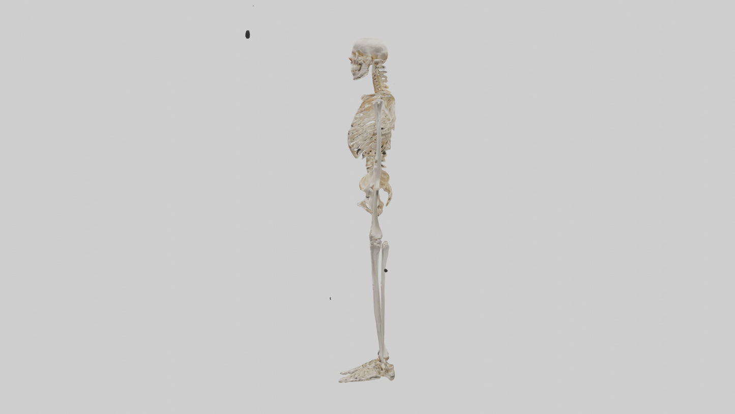 3D model Human Leg Skeleton model VR / AR / low-poly