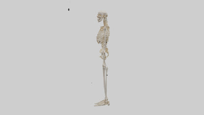 3D model Human Leg Skeleton model VR / AR / low-poly
