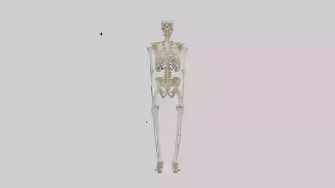 3D model Human Leg Skeleton model VR / AR / low-poly