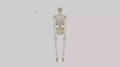 3D model Human Leg Skeleton model VR / AR / low-poly