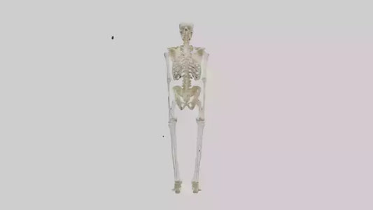3D model Human Leg Skeleton model VR / AR / low-poly