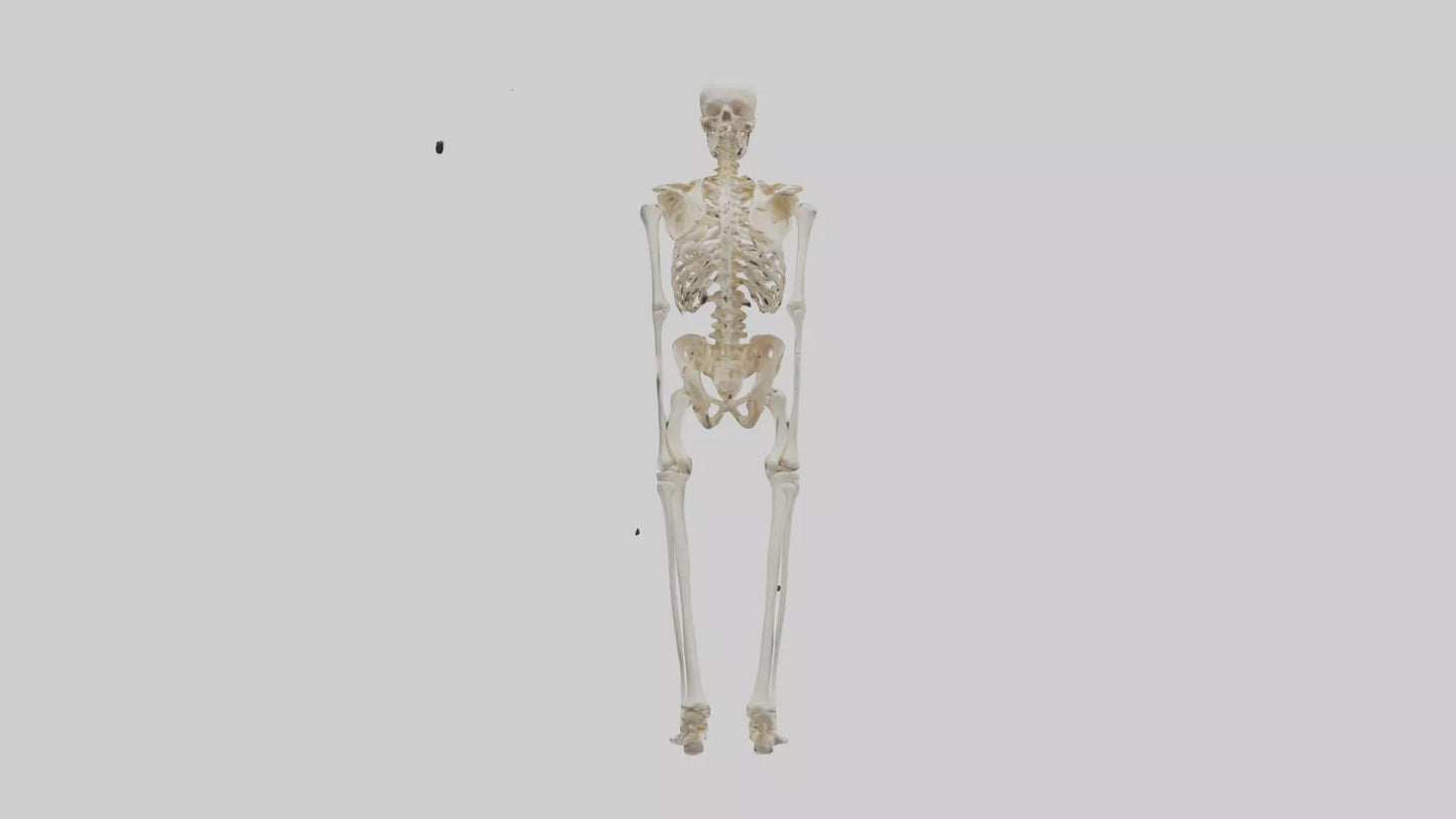 3D model Human Leg Skeleton model VR / AR / low-poly