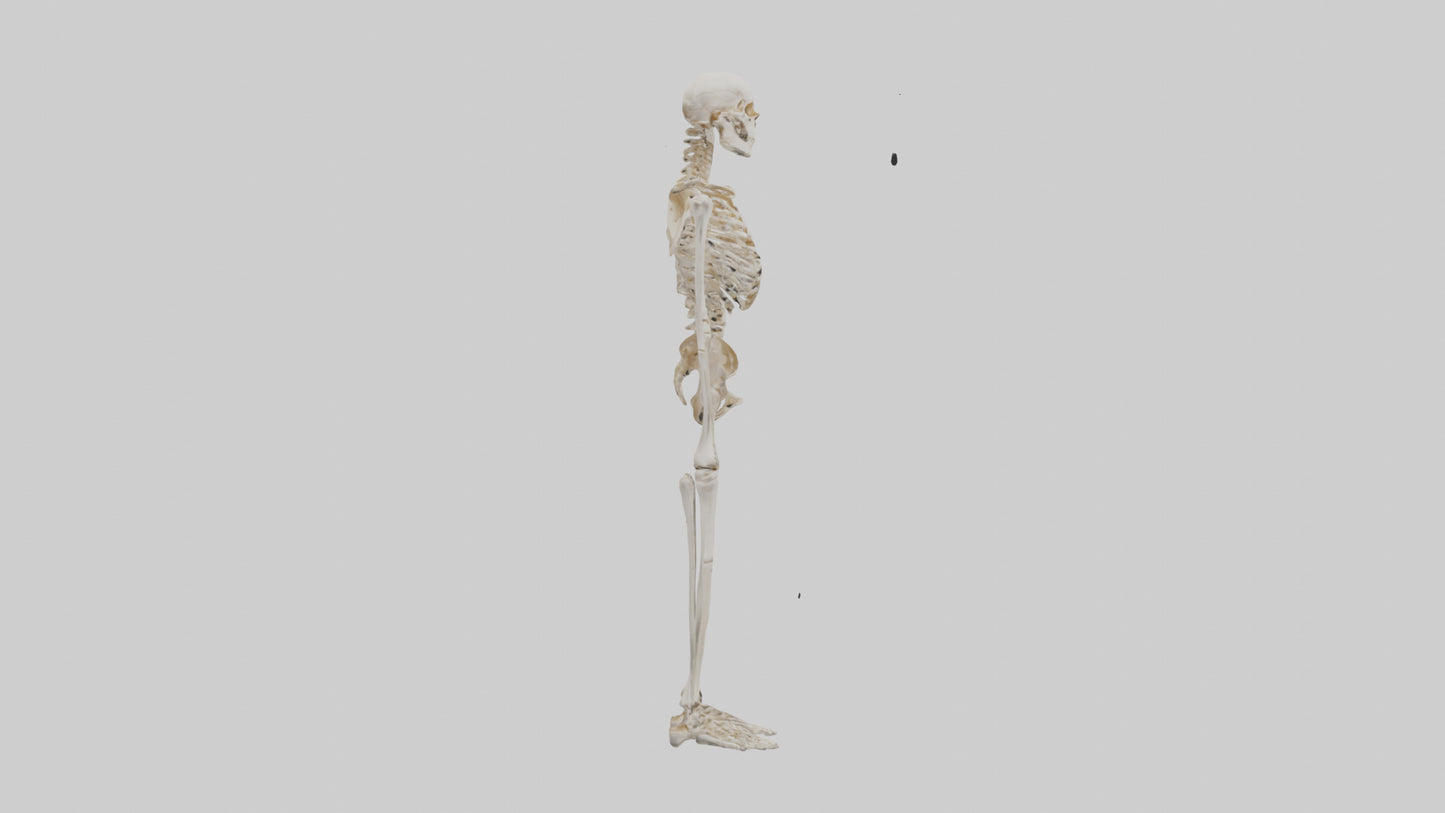 3D model Human Leg Skeleton model VR / AR / low-poly