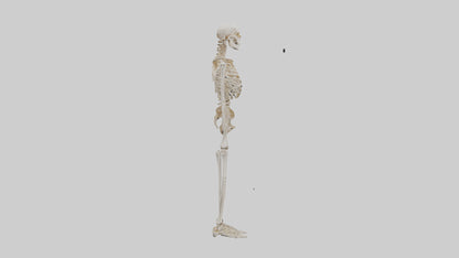 3D model Human Leg Skeleton model VR / AR / low-poly
