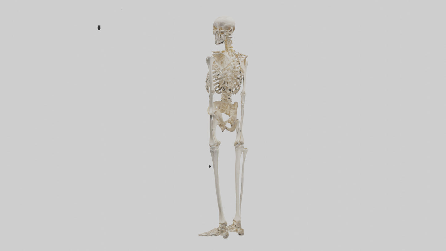 3D model Human Leg Skeleton model VR / AR / low-poly