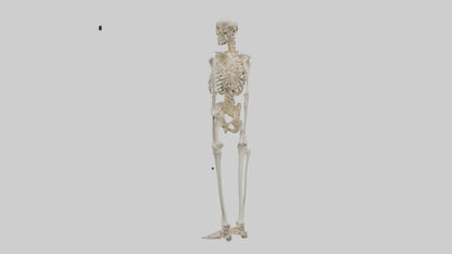 3D model Human Leg Skeleton model VR / AR / low-poly