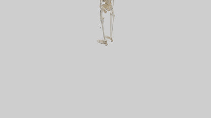3D model Human Leg Skeleton model VR / AR / low-poly