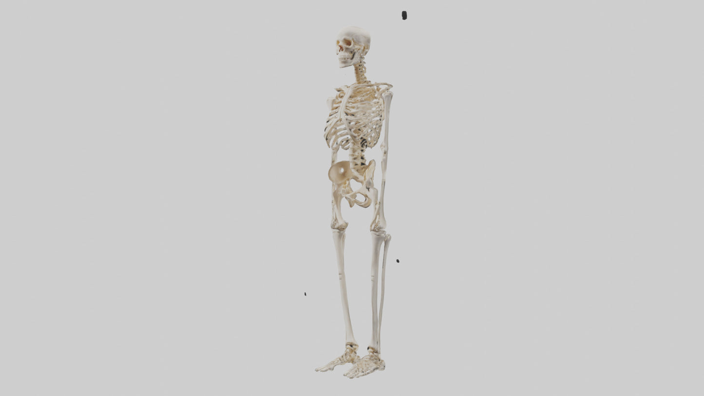 3D model Human Leg Skeleton model VR / AR / low-poly