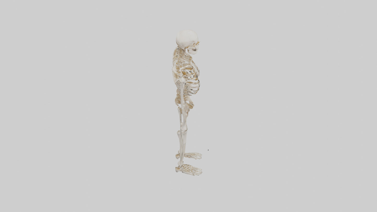 3D model Human Leg Skeleton model VR / AR / low-poly