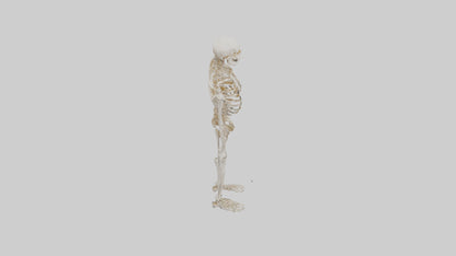 3D model Human Leg Skeleton model VR / AR / low-poly