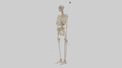 3D model Human Leg Skeleton model VR / AR / low-poly