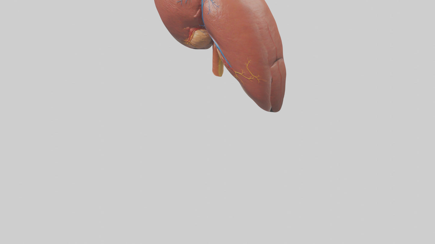3D model Human Liver Model VR / AR / low-poly